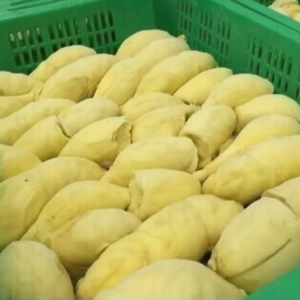 Durian Vietnam fresco congelado cosechado en granjas de calidad que ofrecen un sabor original y un excelente estándar de exportación - Product Image 1
