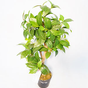 Árbol <span class=keywords><strong>de</strong></span> Lila Artificial <span class=keywords><strong>de</strong></span> Plástico Realista, Suministro Directo <span class=keywords><strong>de</strong></span> Fábrica en China, 50 cm en Maceta, Decoración para Interiores y Exteriores - Product Image 4