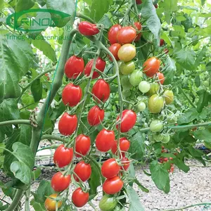 Trinog Greenhouse low cost Commercial aquaponics system vegetable cherry tomato hydroponics trays systems greenhouses equipment