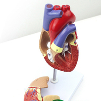 Modèle anatomique humain en PVC de haute qualité de dissection cardiaque
