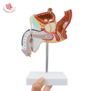 Modelo de Anatomía de la próstata, 4 piezas, tamaño real, órganos reproductivos masculinos, modelo anatómico, enseñanza de ciencias médicas - Product Image 5