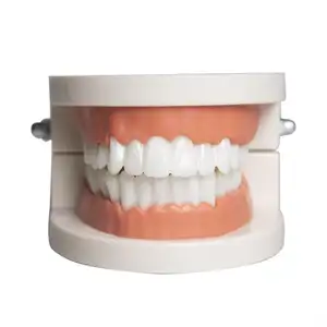 Model gigi gigi simulasi kualitas tinggi baru 2024 model gigi