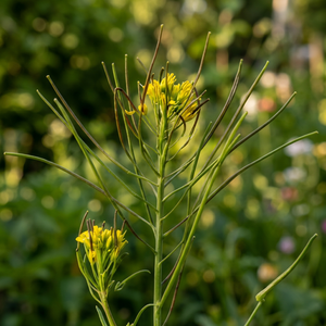 Poudre d'extrait naturel de Khubkala, ingrédient dérivé de plantes pour les applications alimentaires nutritionnelles et la production de produits à base de plantes - Product Image 3