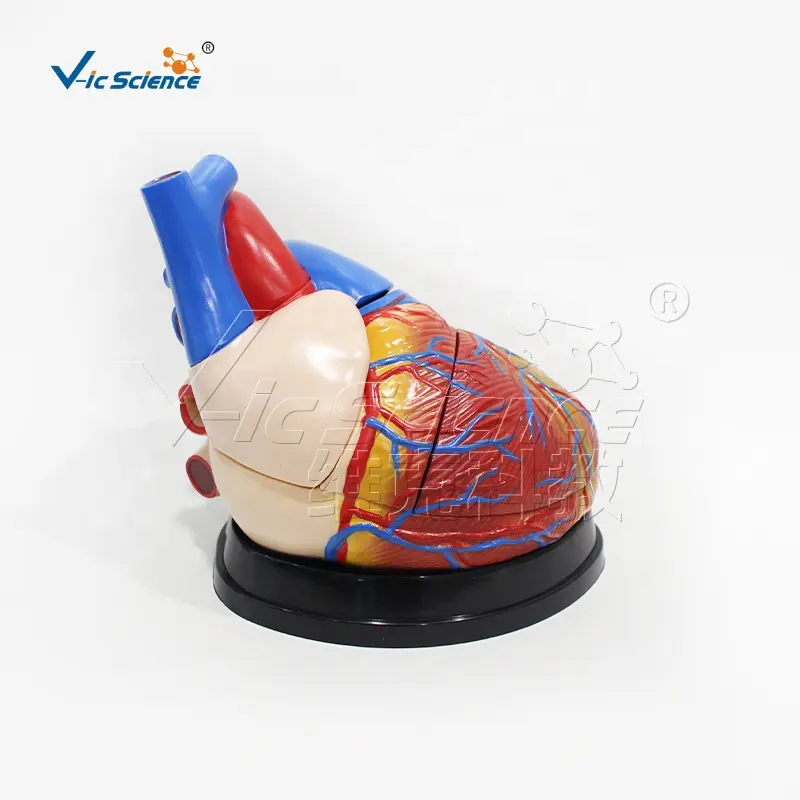 Modelo de coração enorme, modelo de treinamento médico, anatomia