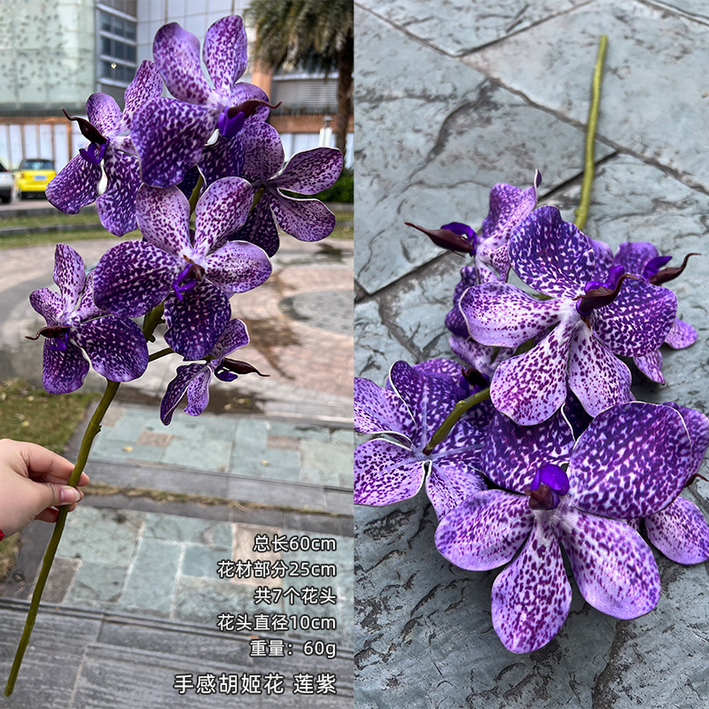 Lotus purple