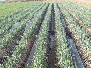 BRC HACCP chứng nhận nhà máy giá iqf tươi đông lạnh dices lát 10x10mm đông lạnh hành tây - Product Image 6