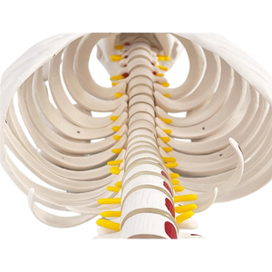 85 см окрашенные модели анатомического скелета человека образовательное оборудование с детализированными мышцами - Product Image 2