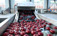 Volledig automatische fruit- en groentewas-, was-, droog- en sorteerlijn voor sinaasappels, appels, avocado's, drakenvruchten, met maat- en gewichtsselectie