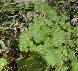 Clôture en treillis métallique hexagonal en acier revêtu de PVC, rouleau de 1x50m pour poulailler, filet pour volailles, <span class=keywords><strong>cage</strong></span> pour petits animaux, barrière de sécurité pour cour - Product Image 5