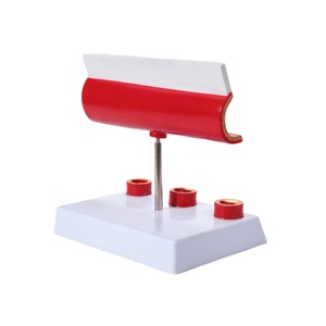 Model perubahan ologis vaskular untuk semua tahap usianya-akurat secara anatomis untuk demonstrasi pendidikan medis & penyakit - Product Image 3