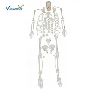 Disarticulated Skeleton with Skull Model Human life size skeleton anatomy medical Science model