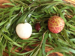Ekspor produk pertanian leci pohon tua Lychee manis dan segar segar segar buah di musim - Product Image 3