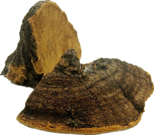 Estratto all'ingrosso di Phellinus Igniarius Phellinus 30% estratto di Beta glucano solubile in acqua - Product Image 2