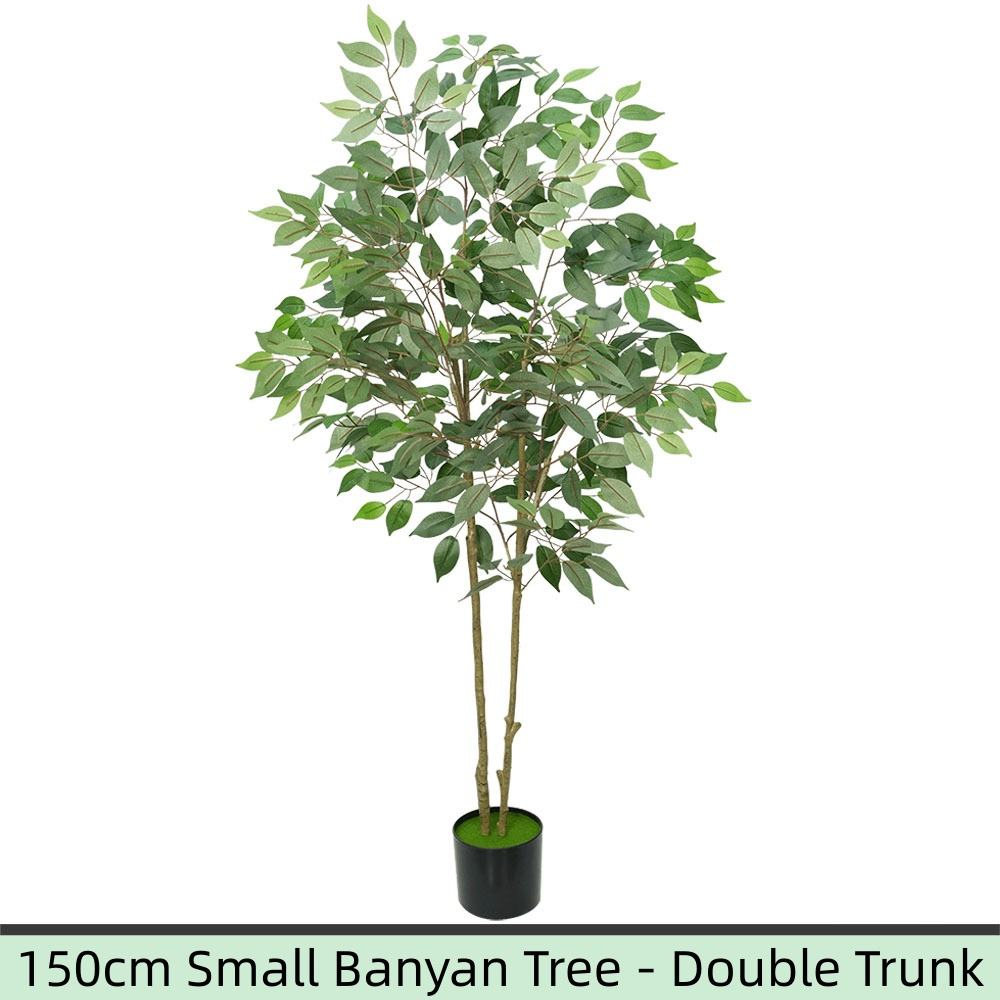 ต้นไทรเล็ก 150 ซม. - ลำต้นคู่