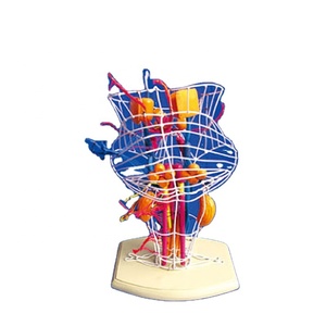 نواة الدماغ لمسار العصب القحفي والدماغ نموذج تشريحي طبي للمخ البشري-بولي فينيل كلوريد صديق للبيئة للتعليم الطبي - Product Image 1