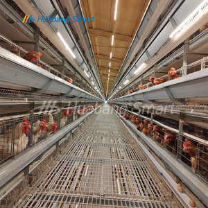 Entrega rápida tipo H jaulas de capa huevo pollo equipo de granja avícola con sistema de limpieza fecal - Product Image 5