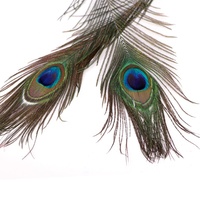 Plumes de paon brutes de haute qualité, magnifiques, 110-120 cm, couleur naturelle, pour bijoux, accessoires, décoration et spectacles (vente en gros)