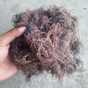 Algues Gracilaria séchées du Vietnam à bon prix Produit agricole-par Mme Kathy - Product Image 1