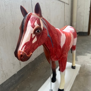 Modèle anatomique 3D détachable de cheval pour la science médicale - Product Image 2