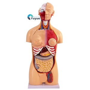 Modelo de torso de <span class=keywords><strong>cuerpo</strong></span> completo de doble sexo de 85cm con órganos internos para la enseñanza de ciencias médicas, incluido <span class=keywords><strong>el</strong></span> cerebro y <span class=keywords><strong>el</strong></span> corazón - Product Image 1