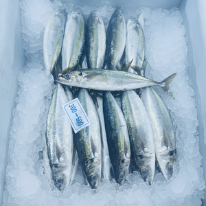 Pesce Scad Muroaji IQF Congelato Biologico Naturale per Esche Marine - Marca HUANGDA, Cartone da 10kg, Giallo - Product Image 1