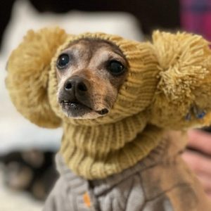 छोटे ग्रेहाउंड के लिए प्यारा लंबा ऐक्रेलिक पालतू टोपी और गर्दन गर्म और मध्यम आकार के कुत्तों के लिए सर्दियों का उपयोग - Product Image 5