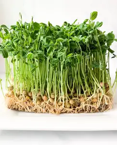 100% القابلة للتحلل ليف جوز الهند/الجوت Fiiber منصات ل Microgreen بذور تنمو