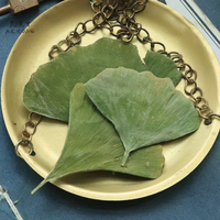 Gute Qualität Ginkgo Blätter Chinesisch getrocknet Yin Xing Ye Gingko Kräutertee Lose blatt Gesundheit Ginkgo Biloba Blatt Tee