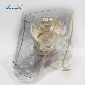 Modèle d'entraînement à la cathétérisme féminin en PVC écologique, structure de l'urètre et de la vessie pour l'enseignement des opérations de cathétérisme en soins infirmiers CE/ISO/ROHS/CNAS - Product Image 3