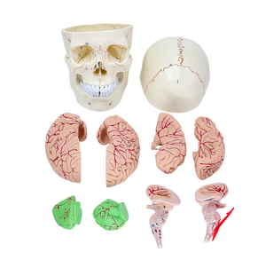 Modelo de cráneo humano de PVC con suturas y fijaciones craneales para anatomía neuroquirúrgica y entrenamiento escolar - Product Image 5