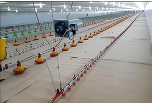 Structure en acier préfabriquée pour bâtiment agricole léger, idéal pour porcherie, élevage de porcs, personnalisation par soudage et découpe - Product Image 2