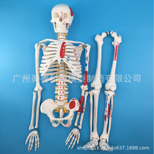 Modèle de squelette humain, 85 cm, avec moitié du modèle musculaire coloré, incluant les points d'origine et d'insertion des muscles, intervertébraux - Product Image 5