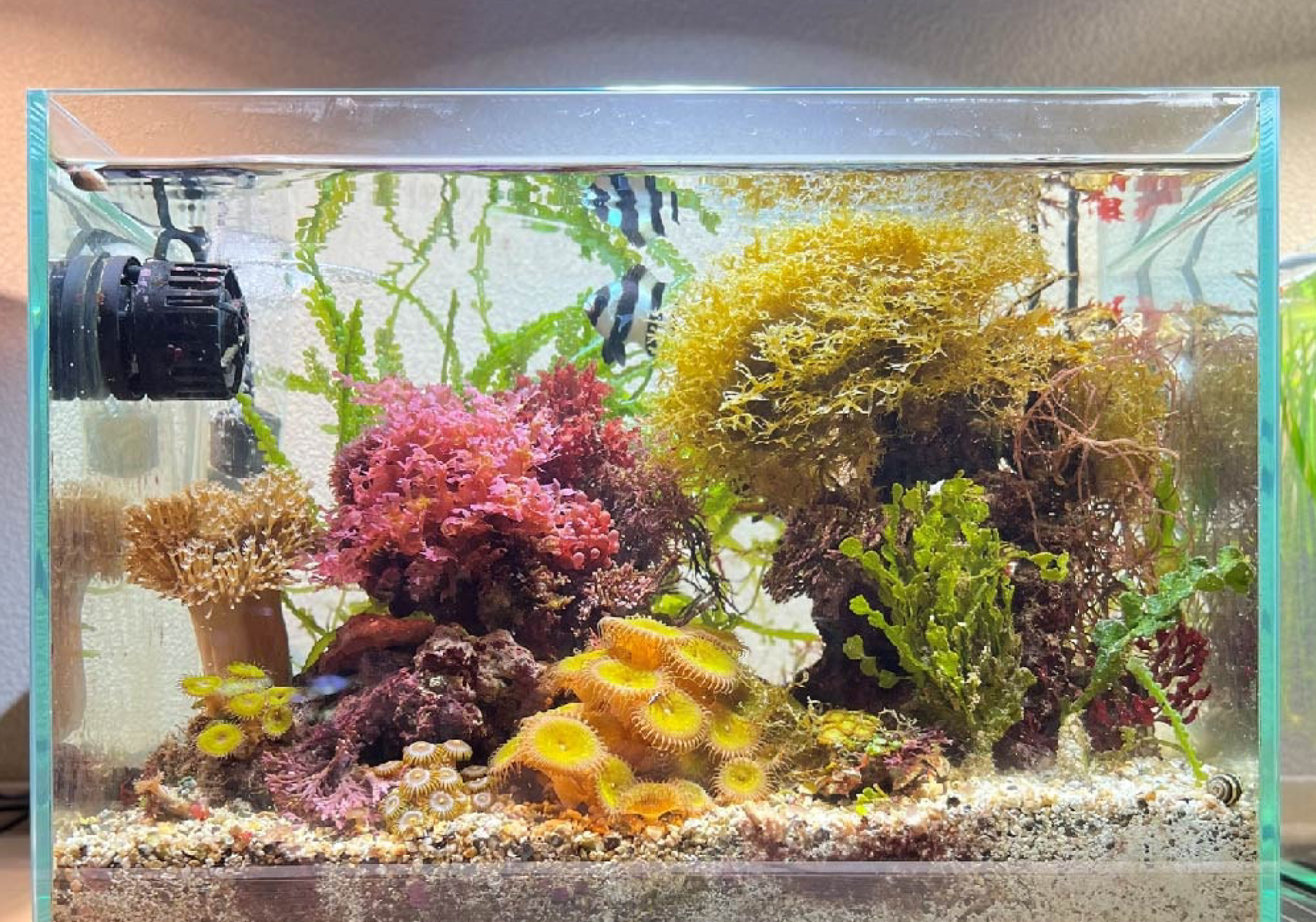 SUSANOO 10W LED Aquarium Lights - High Quality & Waterproof
