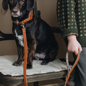 Da chính hãng con chó cổ áo và dây xích thiết lập vật nuôi dẫn con chó Dây Xích đào tạo Pup dẫn cổ áo con chó Dây Xích Gây Hấn - Product Image 1