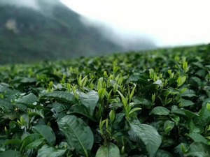 Chine en vrac 100% pur thé <span class=keywords><strong>vert</strong></span> <span class=keywords><strong>Sencha</strong></span> cru cuit à la vapeur thé <span class=keywords><strong>vert</strong></span> avec des sacs de feuilles mobiles biologiques au jasmin perles de jasmin <span class=keywords><strong>meilleur</strong></span> - Product Image 5