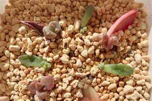 Sol Kanuma (argile) résistant à l'eau, jaune, pour plantes en pot, polyvalent, succulentes, orchidées - Product Image 6