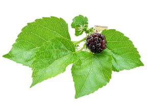 Healthway Chất lượng cao tùy chỉnh lá Vỏ cây dâu tằm trắng chiết xuất - Product Image 3