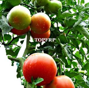 เสาไฟเบอร์กลาสเสาสวนองุ่นเสาไฟเบอร์กลาสสำหรับสถานรับเลี้ยงเด็ก - Product Image 6