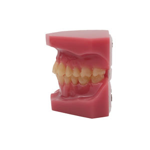 Modèle dentaire orthodontique en résine plastique pour l'enseignement, l'étude et la formation en dentisterie, modèle de mâchoire - Product Image 2
