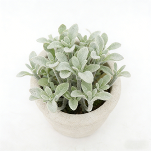 Hojas de <span class=keywords><strong>Cactus</strong></span> Suculentas Artificiales de 4 Ramas en Maceta de Pulpa de Papel con Tierra Artificial, Vegetación Artificial de <span class=keywords><strong>Cactus</strong></span> para Decoración de Escritorio de Oficina en Casa - Product Image 3