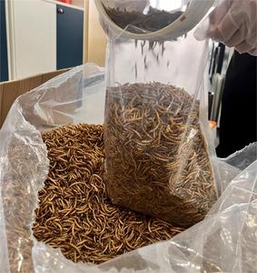 Grade vers animaux vers de farine secs <span class=keywords><strong>nourriture</strong></span> pour oiseaux sous forme de poudre pour poisson, chien, cochon, bétail, cheval, animal de compagnie. - Product Image 3