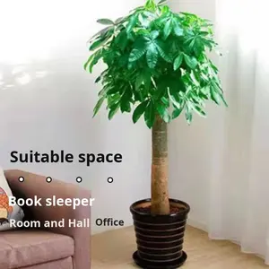 Árbol del Dinero Grande en Maceta, Planta de Interior y Exterior, Bonsái, Purificador de Aire, Decoración para Sala de Estar y Hogar - Product Image 4