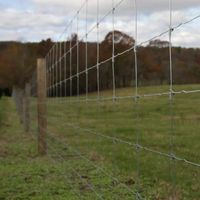 Rouleau de clôture en fil soudé 15GA 2x4 pouces 6 x 50 pieds pour poulaillers, enclos pour chiens, protection des plantes de jardin, barrières pour bétail