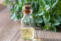 Huile d'origan 100% pure et naturelle Baicao avec carvacrol, thymol, additif alimentaire, épice, extrait végétal, huile essentielle