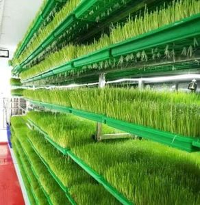 Shipping Container Farm With Hydroponic Vertical System <b>for</b> Vegetable Mushroom Growing Container Lucky Single-span <b>Greenhouse</b> Gr - Product Image 4