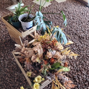 Campioni gratuiti pietra lavica di roccia vulcanica quarzite per pomice basalto scorie <span class=keywords><strong>tufo</strong></span> vescicolare basalto - Product Image 2