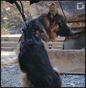 <span class=keywords><strong>2025</strong></span>新しい戦術犬用ハーネスミディアムラージ犬用通気性エアメッシュペットベストハーネス引き調整可能犬用ハーネス - Product Image 6