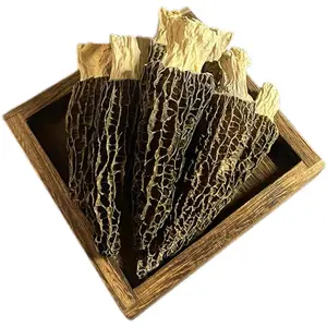 Nấm Morchella Ycelium Khô Dinh Dưỡng Phong Phú Bán Chạy Nhất Bán Sỉ