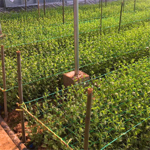 100% trinh nữ chất liệu Nhựa lưới mắt cáo net nhà máy leo núi hỗ trợ lưới dưa chuột lưới nho lưới Hạt Đậu & Đậu lưới - Product Image 6