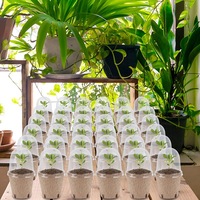 synkemi Vente chaude Pots de fleurs en fibre de coco de haute qualité en provenance du Vietnam : solides, durables et à faible coût pour un jardinage durable